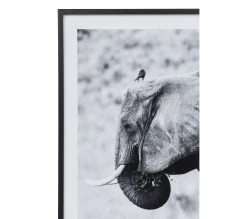 Meilleur prix 🎉 TIME Image 50x70 cm ELEPHANT CORBEAU Noir 😉 -Espace Déco Magasin 3446035937954 D
