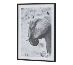 Meilleur prix 🎉 TIME Image 50x70 cm ELEPHANT CORBEAU Noir 😉 -Espace Déco Magasin 3446035937954 P